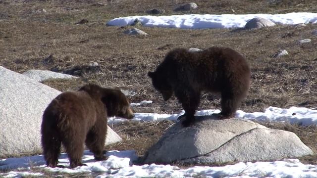 Grizzly Bears - Most iconic and powerful animals