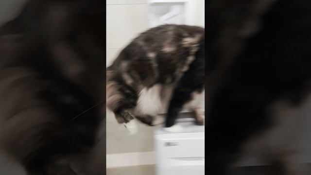 Котпьет.mp4