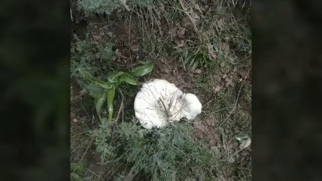 Кухои пилдон