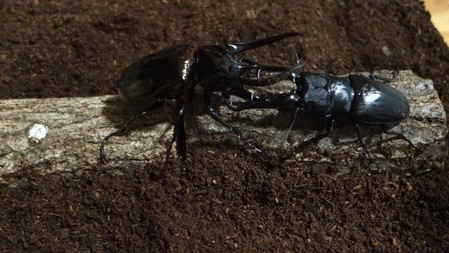 ”暴君”コーカサスオオカブト対”麒麟”ギラファノコギリクワガタ（Chalcosoma chiron chiron VS Prosopocoilus giraffa keisukei）