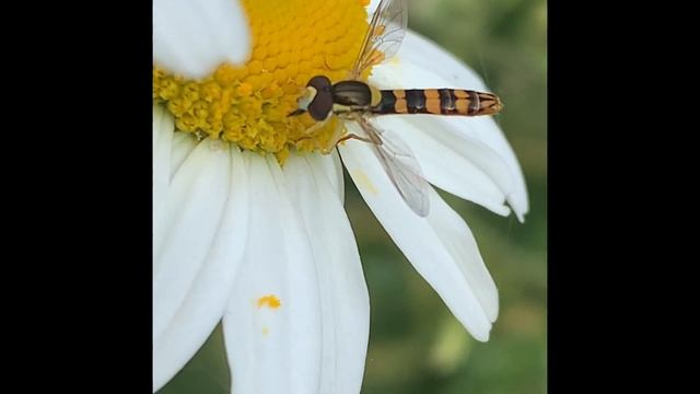 Sphaerophoria scripta - A Hoverfly