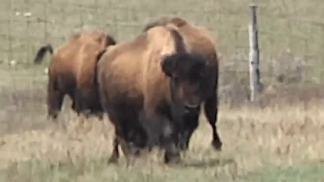 bison research