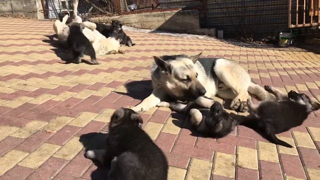 Фиелисс Остер и Валентлайф Гэлакси Шоу Леди с щенками. ВЕО.