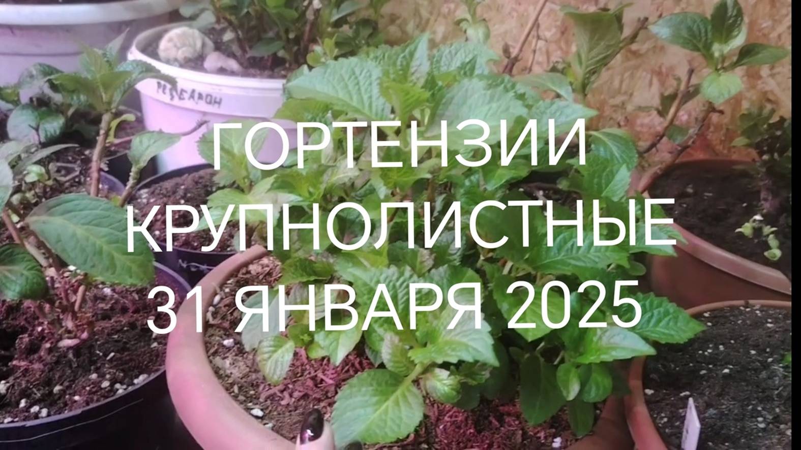 Крупнолистная гортензия на 31 января