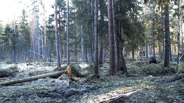 Лес - 2014 04 10. 07 25