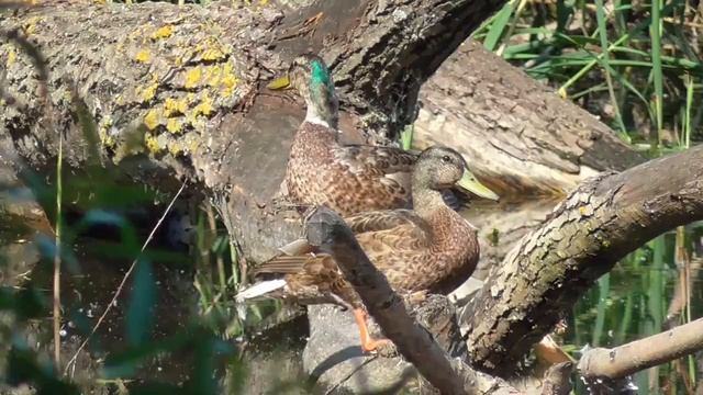 Утки кряквы на отдыхе. Mallard ducks on vacation