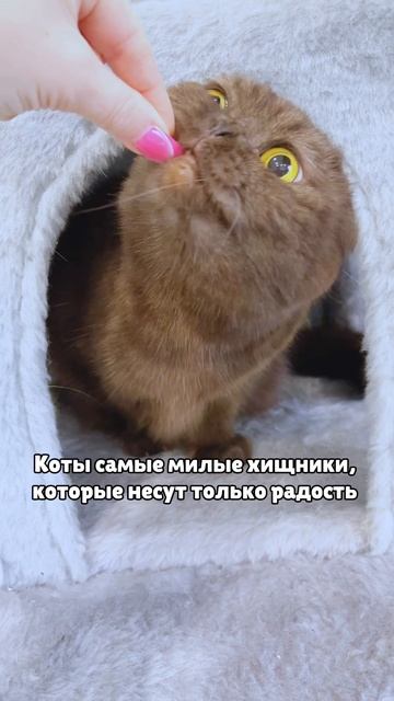 Милые питомцы