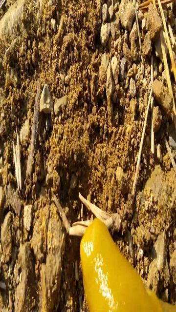 Touching Giant Banana Slug #SHORTS #ANIMALS #CUTE