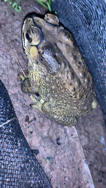 Wonderful toad frog voices #virallife #rainfrog #animal #wildlife #viral #life #dailyvlog #shorts