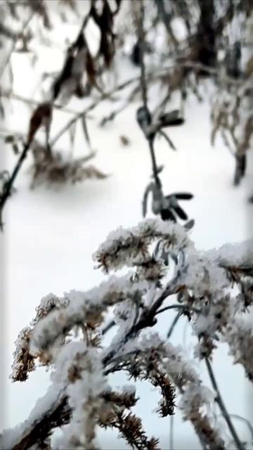 Буря, вьющаяся в объятиях зимнего леса | Natures Quiet Retreat