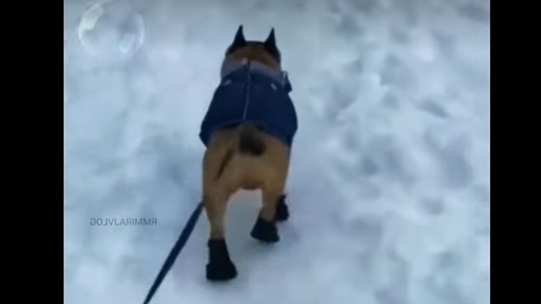ПРОПАХАТЬ НОСОМ по .. СНЕГУ