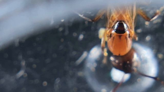 Camponotus essigi winged alate