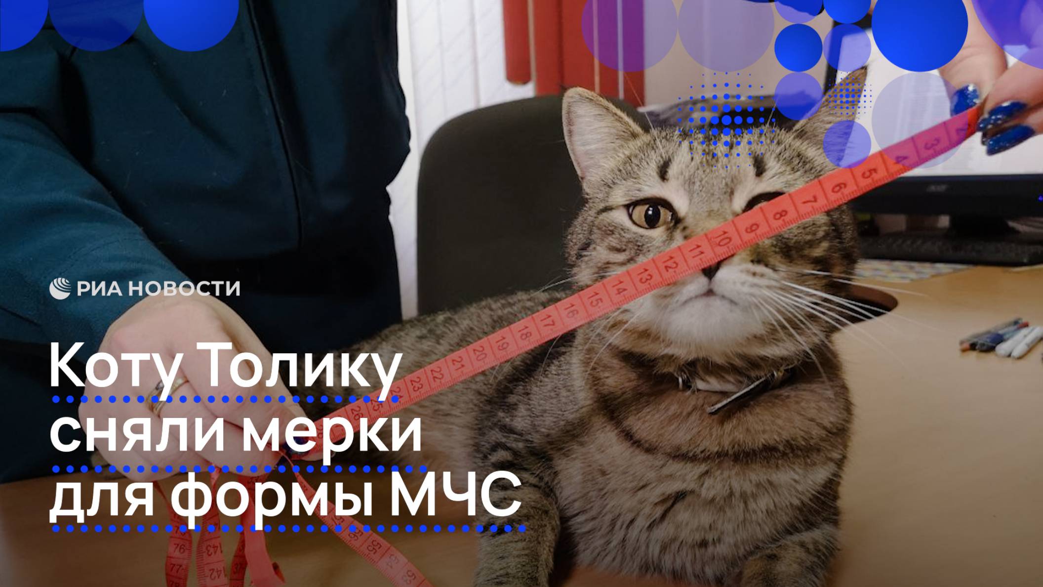 Коту Толику сняли мерки для формы МЧС