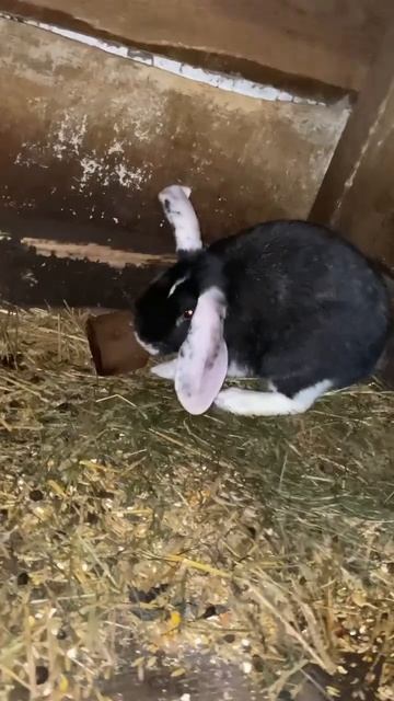 Farm 🐇 rabbit #rabbit #rabbitfarming #farming #farm #кролик #кролики_разведение #ферма #село