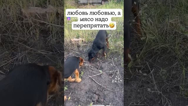 Ягдтерьер прячет мясо