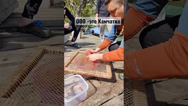 Друзья рыбалка на Камчатке под ключ , так же мастер классы по засолки красной икры  salmonarea.ru