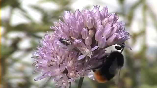 video 08 2012 08 13 hylaeus spec allium montanum hochbetrieb hummel sexcinctus