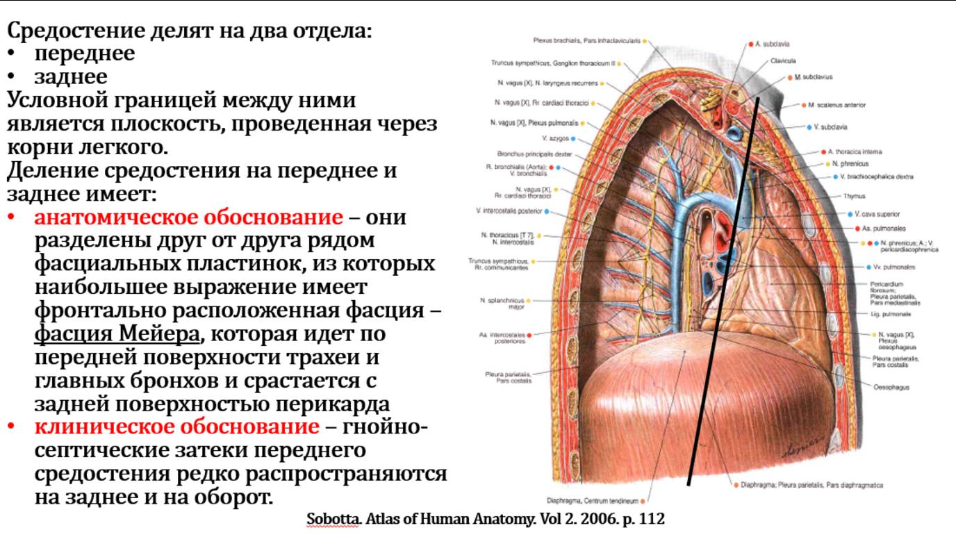 Средостение - топографическая анатомия и оперативная хирургия