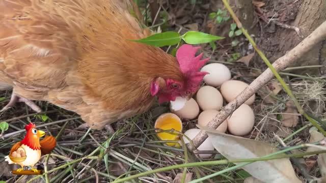 Курица наседка съела яйцо 🥚😱 Почему и зачем она так сделала ❓ Куриные будни 🤗😂🐤