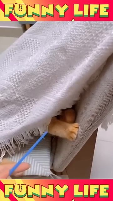 котики настроение смех ржака смешное пушистики