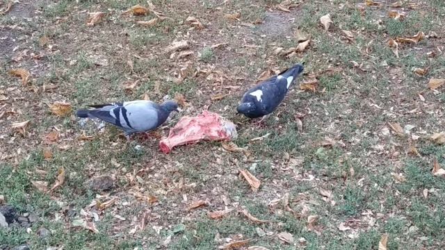 Плотоядные голуби | Carnivorous pigeons