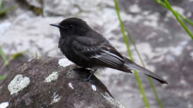 Black Phoebe Birds Of Colombia