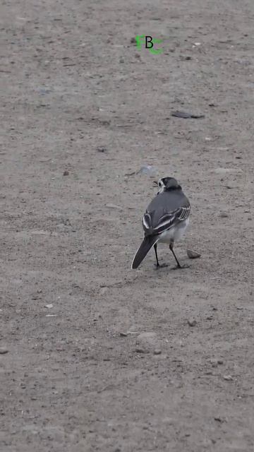 I saw a cute White Wagtail in the  natural reserve called Carska Bara #birdwatching #wildlife