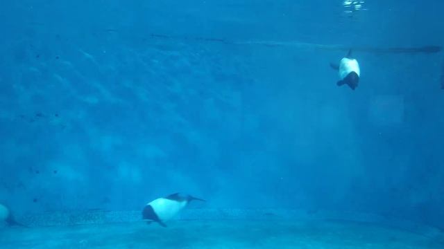 Toba aquarium in Japan. Commerson's dolphin. Дельфи́н Коммерсо́на. Cephalorhynchus commersonii