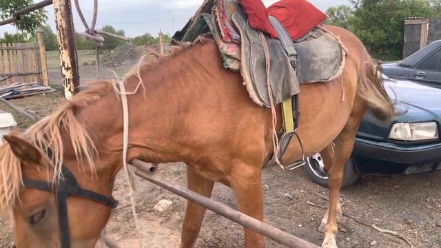 Бауырсақ Мұғалжар!