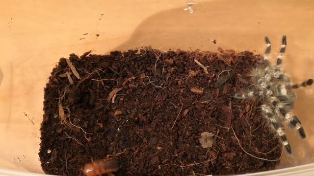 Poecilotheria tigrinawesseli feeding.