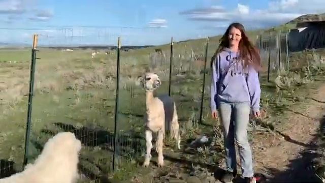 Hand-Shearing Our 17 Alpacas (2021 Shearing)