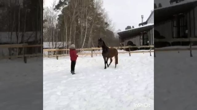 Знакомство с Жеребенком