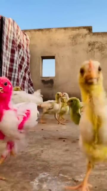 Colourful Chicks 🐥|35 Days Old|Colourful Chicks Growth|#viral #chicks #chickscare #colourfulchicks