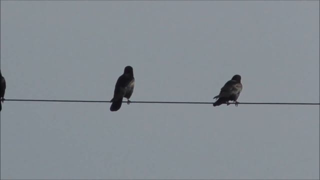 Грачи зимой (Corvus frugilegus).