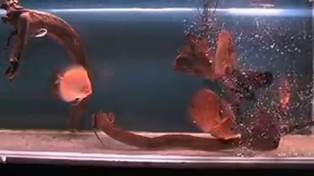 Santarem discus 1 year