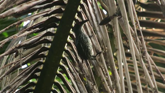 Juvenile Asian Glossy Starling-DickTanVideo(DT77)