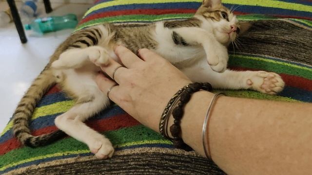 Котенок кайфует