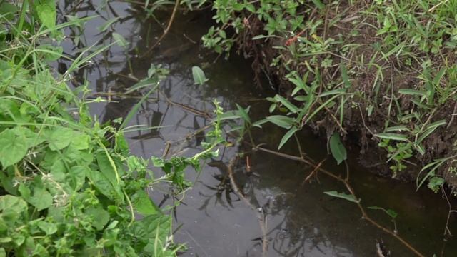 Slow motion - Tholymis tillarga egglaying