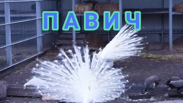 Вова в зоопарку! ЧАСТИНА 1. FunnyKlots в Подільському зоопарку