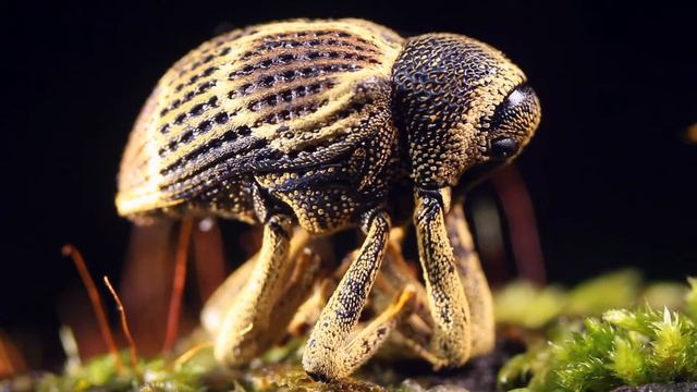 weevil beetle curculionidae in the rainforest ecuador bn