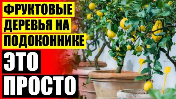 💯 ПАВЛОВСКИЙ ПИТОМНИК САЖЕНЦЕВ 🚫 КАК ПОСАДИТЬ КОСТОЧКИ ЛИМОНА