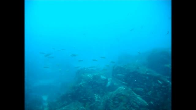 Apogon notatus ( Spotnape cardinalfish )