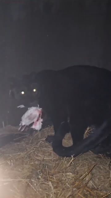 Panther live feeding