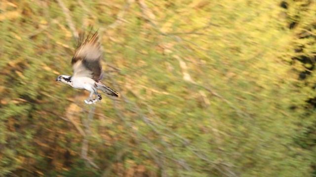 Osprey (Pandion haliaetus) 19.04.23.