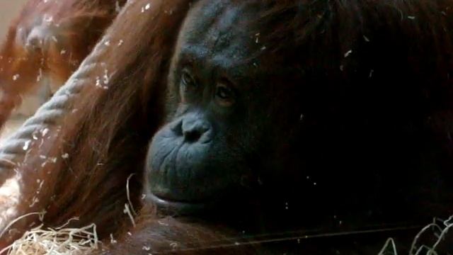 Bornean Orangutans 2