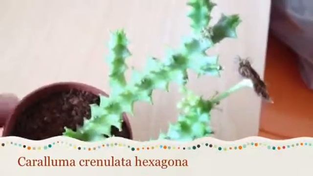 caralluma crenulata hexagona