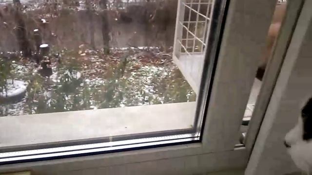 На нашу территорию пришел незваный гость