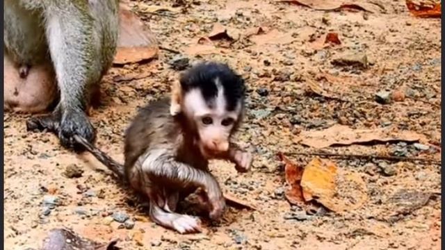 Baby monkey: на коротком "поводке" у папы