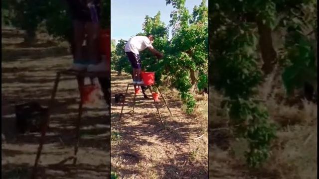 Young Pakistani Boys working in fruit farm in Greece / 20 Euro per day