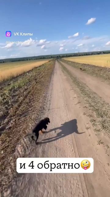 Ягдтерьер на пробежке